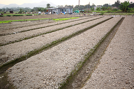 耕地牧场种植园土豆文化房子土地食物蔬菜叶子爬坡图片