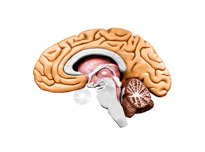 脑模型教育器官艺术学习智力生物学皮层科学头脑小脑图片