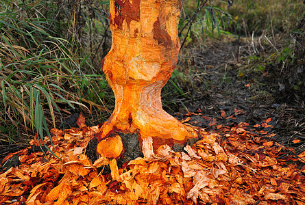 海狸树印章脚轮野生动物木材桤木日志痕迹纤维木头背景图片
