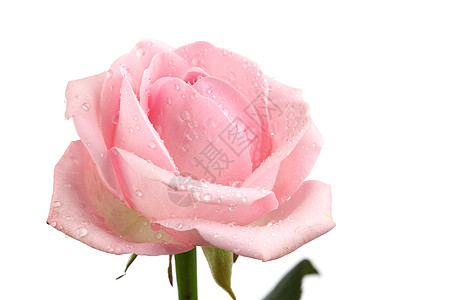 粉红玫瑰花念日约会玫瑰花瓣宏观花束庆典假期热情礼物图片