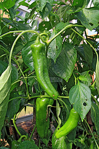 温室里有绿胡椒辣椒场景灌木花园生长蔬菜香料衬套植物宏观图片