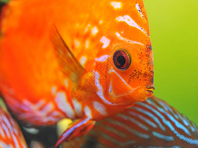 红色盘片科鱼动物宠物热带水族馆玻璃曲线游泳图片