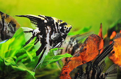 直闪石阶梯科鱼热带宠物玻璃曲线红色水族馆黑色动物图片
