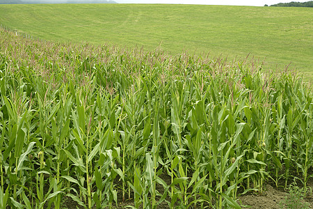户外玉米绿田景观栽培收成生产场景蔬菜植物收获食物国家谷物图片