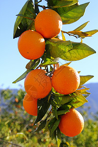 西班牙的果子 橙树枝 在西班牙的绿树叶水果饮食生产热带甜点文化橙子蔬菜市场果汁图片