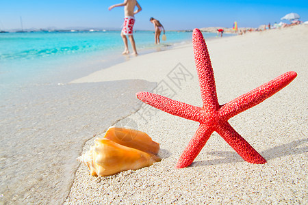 白沙滩海星和白沙上的贝壳泡沫假期天空蓝色异国海岸海滩旅行季节热带图片