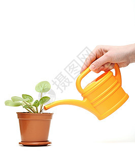 用水罐加水的植物 紧紧地用手浇水房子手指女性叶子经济花园园艺喷壶环境花朵图片