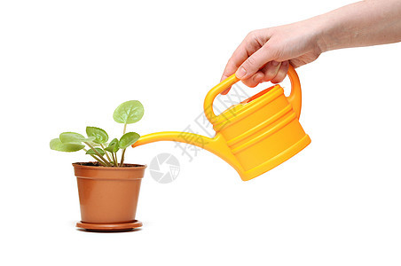用水罐加水的植物 紧紧地用手浇水花朵女士喷壶房子生活手指经济环境女性叶子图片