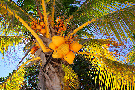 棕榈树椰子 详细热带符号叶子树干天空坚果植物蓝色海滩营养异国生长图片