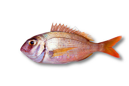 与世隔绝的鱼皮肤营养钓鱼尾巴海鲜食物海洋眼睛饮食阴影图片