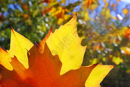 秋天黄金叶大型封闭室外林植被季节树木宏观丛林树叶公园森林叶子山毛榉图片