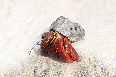 墨西哥沙滩沙滩上的红腿黑毛蟹野生动物生物天线海洋动物支撑生态假期荒野海岸图片