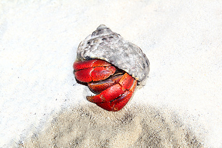 墨西哥沙滩沙滩上的红腿黑毛蟹热带海滩生态海岸线土地甲壳贝类海岸假期海螺图片