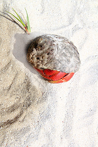 墨西哥沙滩沙滩上的红腿黑毛蟹野生动物生活动物海岸线土地荒野海滩甲壳螃蟹边缘图片