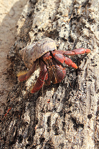 墨西哥沙滩沙滩上的红腿黑毛蟹生物动物树干旅行海螺土地甲壳假期海洋生活图片