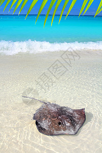 加勒比海海滩的美国达斯亚提斯Dasyatis海浪游泳蓝色热带通体翅膀涟漪生物荒野盐水图片