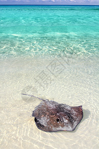 加勒比海海滩的美国达斯亚提斯Dasyatis蓝色游泳涟漪海滩盐水野生动物热带翅膀荒野通体图片