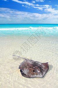 加勒比海海滩的美国达斯亚提斯Dasyatis天空蓝色通体尾巴射线游泳荒野海浪翅膀热带图片
