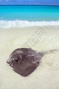 加勒比海海滩的美国达斯亚提斯Dasyatis盐水旅行通体尾巴生物射线荒野海浪游泳海滩图片