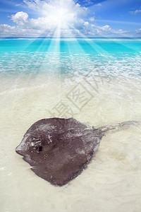 加勒比海海滩的美国达斯亚提斯Dasyatis海浪尾巴游泳盐水太阳海洋荒野蓝色海滩热带图片