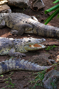 鳄鱼在南美洲晒太阳浴浴野生动物皮革爬虫危险爬行动物荒野棕褐色警告食肉眼睛图片