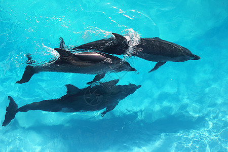 三只海豚 高角视野 绿绿水图片