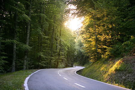 山毛林中轴风向弯曲道路街道树木曲线车道植物树叶风景环境美丽场景图片