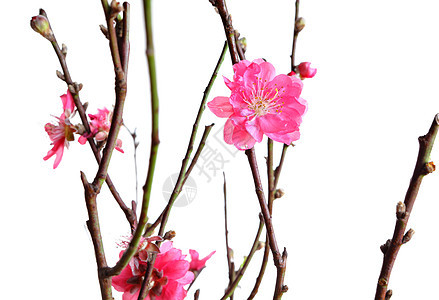中国新年樱花开花花瓣宏观植物国家卡片花园公园生长叶子季节图片