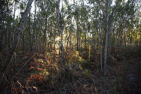 秋季颜色桦木太阳木头阳光森林背景图片