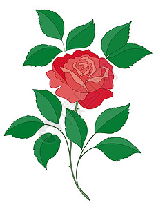 玫瑰花花植物花束树叶叶子植物群生日花园植物学艺术礼物图片