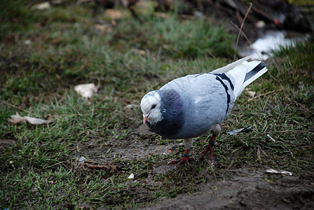 鸽子美丽灰色翅膀羽毛黑色蓝色尾巴图片