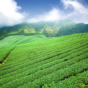 绿色茶叶种植场 在Asia有云环境高地种植园土地场地天空花园叶子木头栽培图片