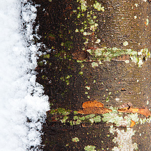 冬天的树木与雪雪一道在寒冬摇树菌类橙子植物棕色下雪天气苔藓季节地衣绿色图片
