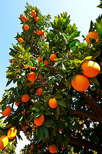 橙子食物橙子绿洲收成植物树叶热带水果农场国家图片