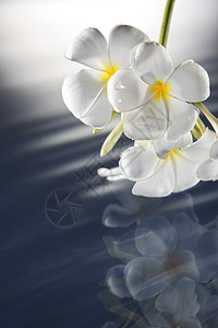 弗朗比帕尼鸡蛋花花瓣反射波纹花束温泉作品治疗静物冥想图片