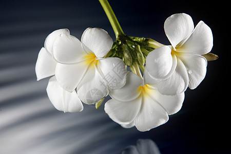 弗朗比帕尼反射花瓣温泉作品波纹冥想植物治疗花束静物图片