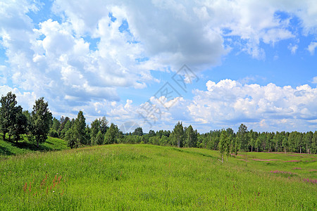 森林牧场绿地附近的白木背景