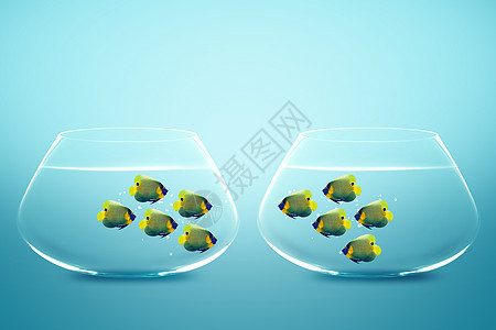 鱼卵中两组天使鱼游泳液体鱼缸会议气泡宠物商业神仙鱼行动波纹图片