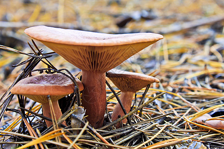蘑菇季节团体树木宏观菌类食物森林杯子植物美食图片