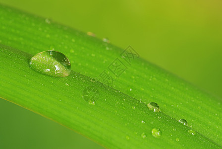 露在叶子上植物群对角线郁金香珠子雨滴绿色液体植物圆形反射图片