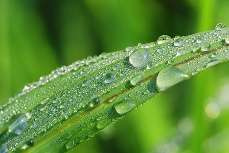 早叶绿色植物圆形液体雨滴反射珠子宏观水滴植物群图片