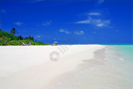 热带热带天堂支撑树木旅游海景旅行天空海岸线海洋娱乐椰子图片