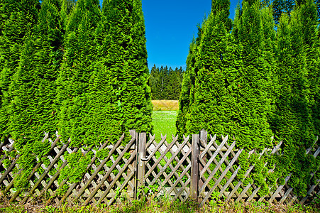 巴伐利亚公园培育热带栅栏入口格子国家公园农场花园小路图片