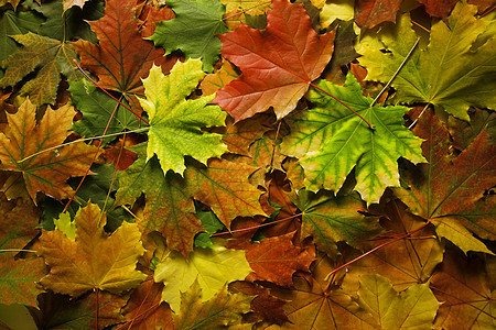 美丽的红叶和黄叶黄色植物收藏树叶森林橙子叶子静脉季节树木图片