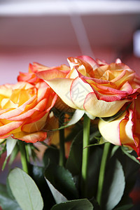 玫瑰花花朵植物纪念日花园花束庆典叶子园艺玫瑰花瓣图片