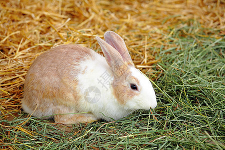 兔子兔野兔金子灰色草地绿色哺乳动物野生动物农场动物群魅力图片