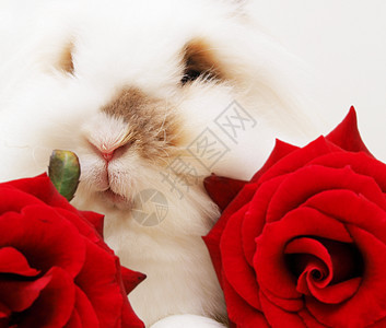 白兔子和红玫瑰哺乳动物宠物乐趣耳朵胡须毛皮玫瑰兔子植物假期图片