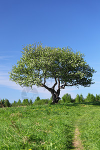 单树地平线环境爬坡孤独土地场景橡木天空叶子自由图片