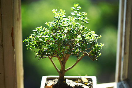 盆骨和碗植物学地球木头生长爱好花朵枝条园艺植物植物群图片