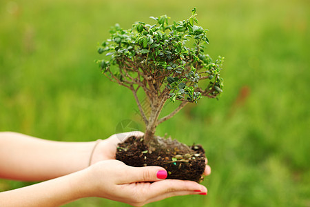 盆骨和碗宏观枝条女士花朵园艺植物群植物树干美丽生活图片